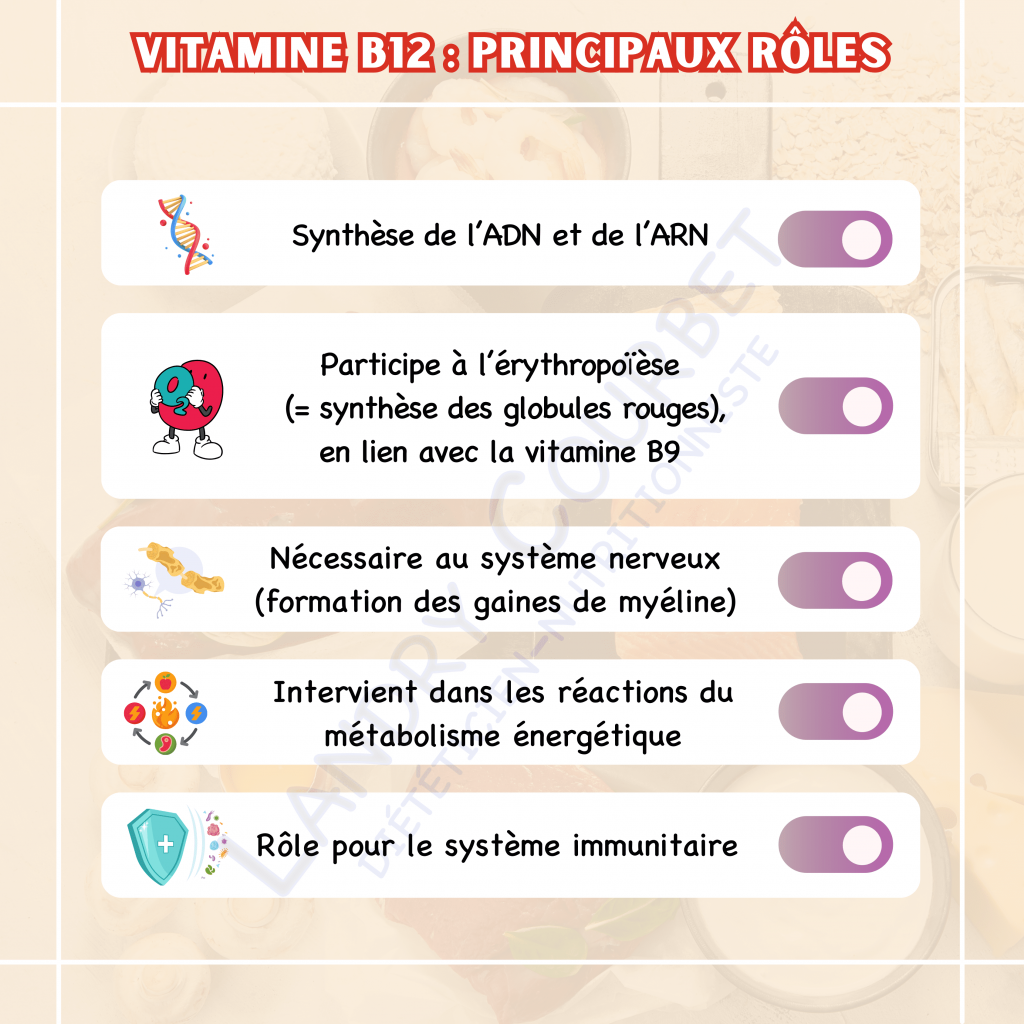 rôles vitamine b12