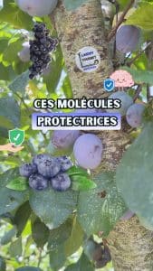 Lire la suite à propos de l’article Ces molécules protectrices pour votre corps : les anthocyanes